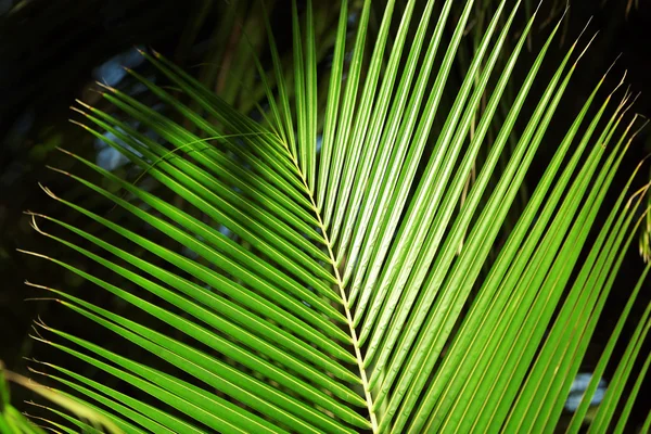 Folha de palma exótica, close-up — Fotografia de Stock