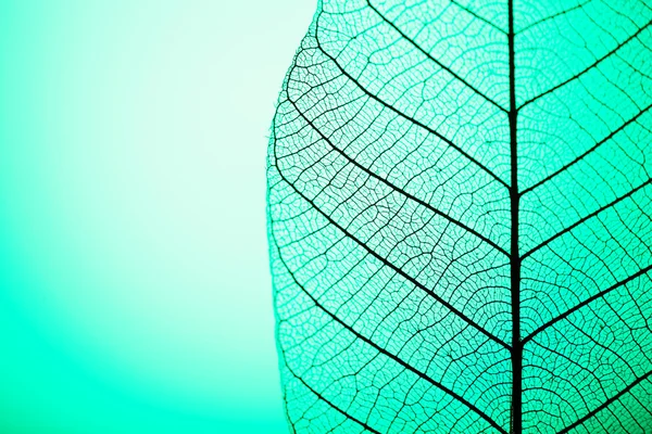 Scheletro foglia su sfondo verde, primo piano — Foto Stock