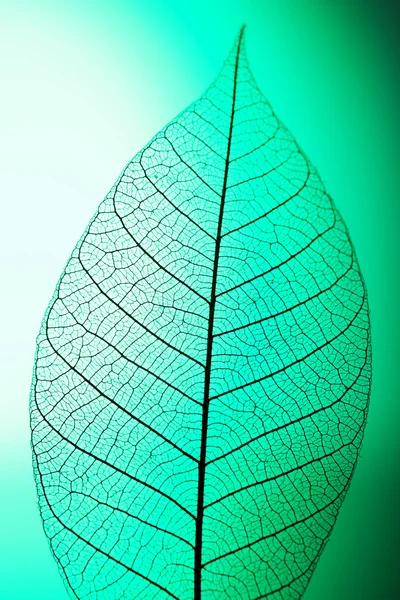 Скелетний лист на зеленому фоні, крупним планом — стокове фото