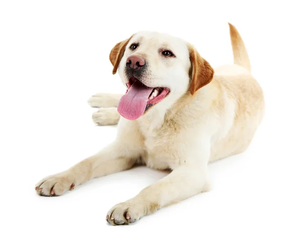 Lindo perro aislado sobre fondo blanco — Foto de Stock