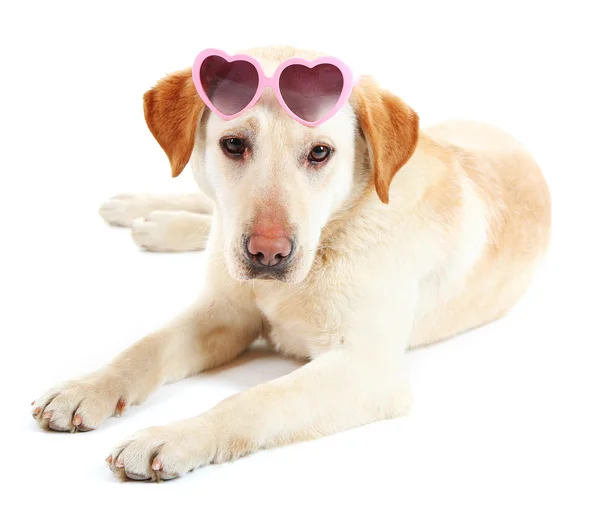 Cute dog with sunglasses isolated on white background — Stock Photo, Image