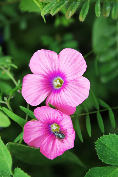 Flores sobre fondo verde —  Fotos de Stock