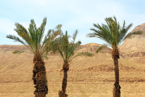 Green palm trees on red hills background — Stock Photo, Image