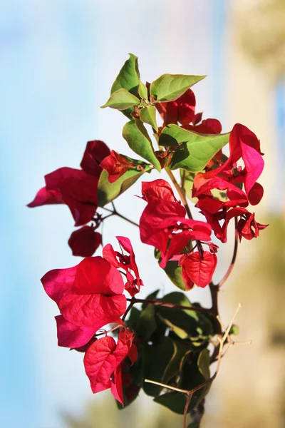 Flores sobre fundo brilhante — Fotografia de Stock