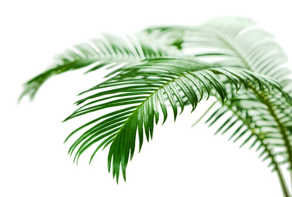 Зеленые пальмовые ветви закрываются — стоковое фото