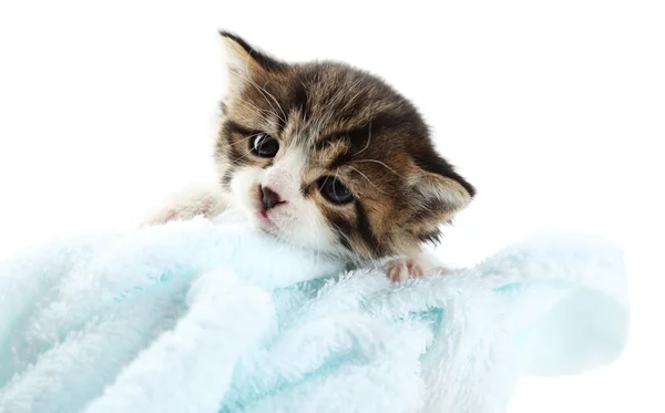 Niedliches kleines Kätzchen mit Handtuch, auf weißem Hintergrund — Stockfoto