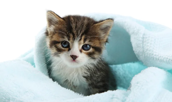 Mignon petit chaton avec serviette, sur fond blanc — Photo