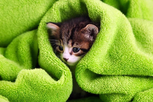 Leuk weinig katje met handdoek, close-up — Stockfoto