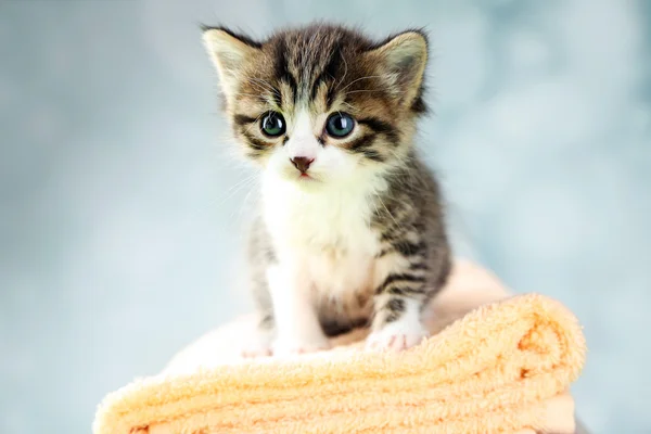 可爱的小猫上毛巾，在明亮的背景上 — 图库照片