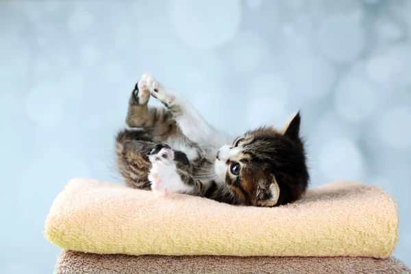 Mignon petit chaton sur serviette, sur fond clair — Photo