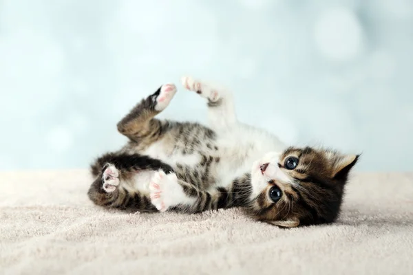 밝은 배경에 귀여운 작은 고양이 — 스톡 사진