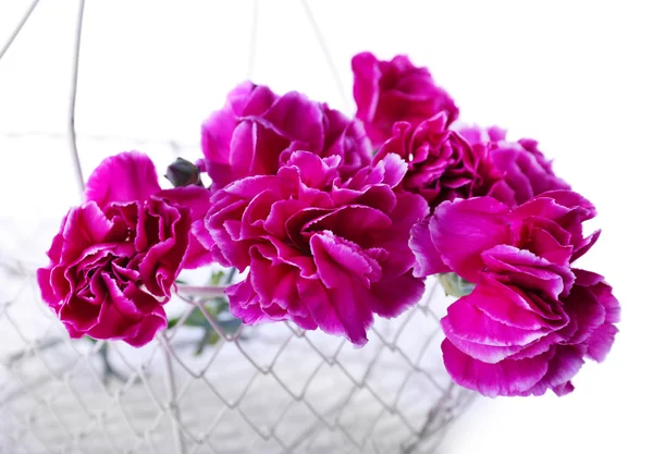 Chiodo di garofano viola isolato su bianco — Foto Stock