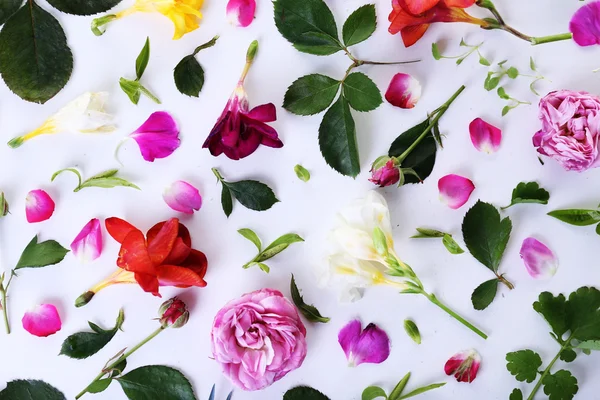 Blätter und Blütenblätter von Frühlingsblumen auf weißem Hintergrund, Nahaufnahme — Stockfoto