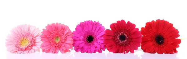 Beyaz izole güzel parlak gerbera — Stok fotoğraf