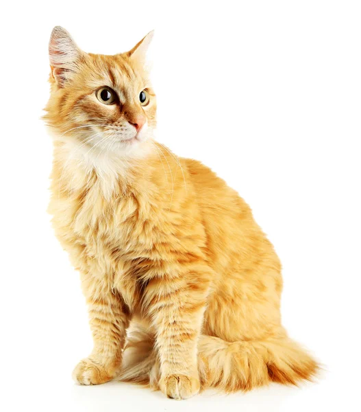 Červená kočka izolované na bílém pozadí — Stock fotografie