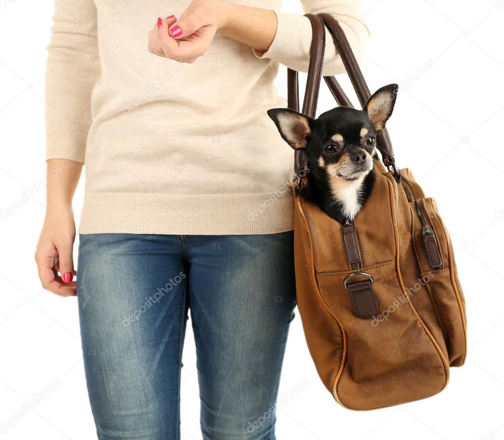 Woman Carrying Cute Chihuahua Puppy In Pink Bag Isolated On White Stock  Photo, Picture and Royalty Free Image. Image 100618526.
