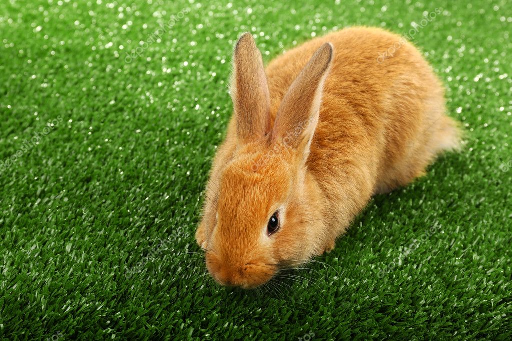 Mignon lapin brun sur fond d'herbe verte image libre de droit par
