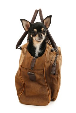 Beyaz izole kahverengi çanta içinde oturan sevimli chihuahua köpek yavrusu