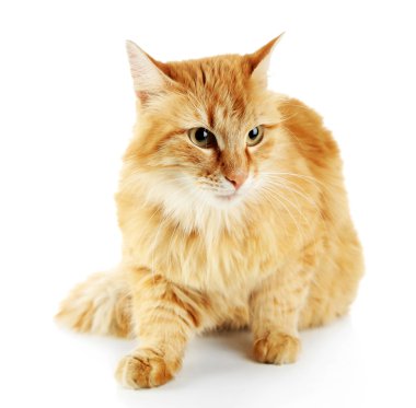 Kırmızı kedi beyaz arkaplanda izole edildi