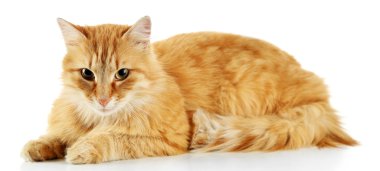 Kırmızı kedi beyaz arkaplanda izole edildi