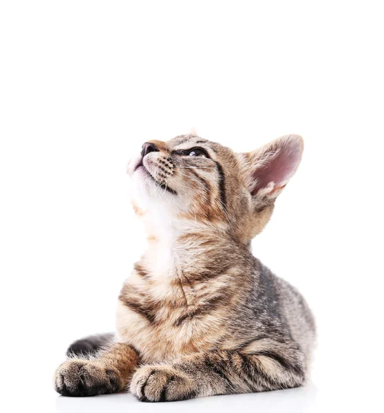 Cute kitten isolated on white — Stock Photo, Image