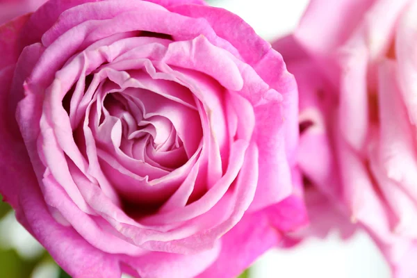Vacker rosa ros, närbild — Stockfoto