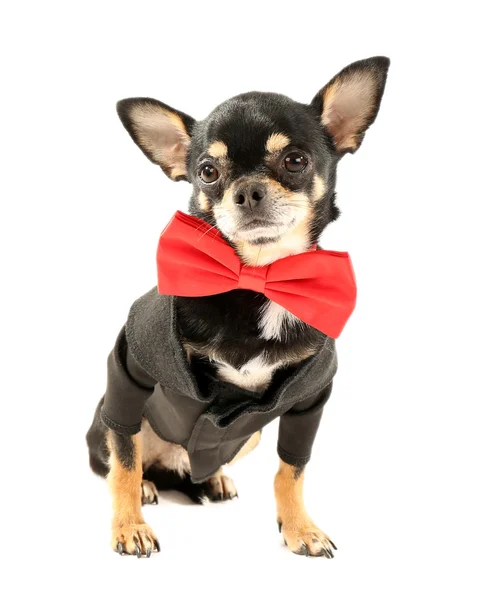 Cute chihuahua puppy in red bow tie isolated on white — Stock Photo, Image