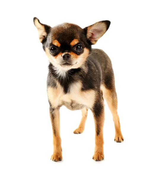 Bonito cachorro chihuahua isolado em branco — Fotografia de Stock