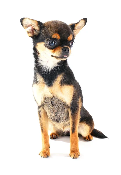 Cute chihuahua puppy isolated on white — Stock Photo, Image