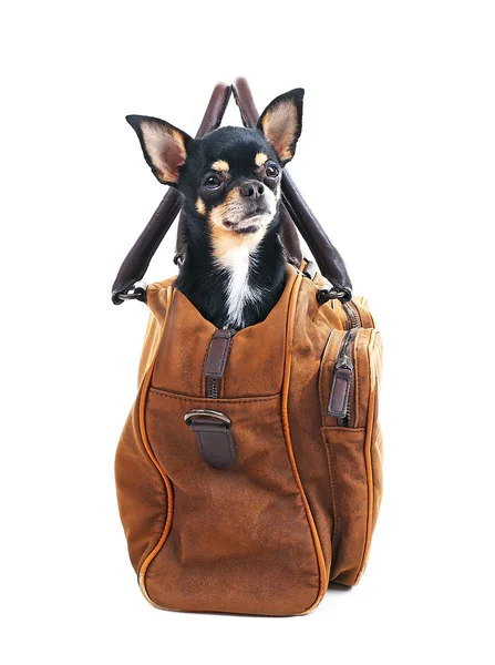 Lindo cachorro chihuahua sentado en bolsa marrón aislado en blanco — Foto de Stock