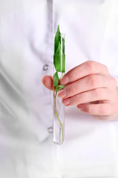 Woman examining green plant — Stock Photo, Image