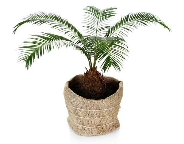 Zielone palmy w puli na białym tle — Zdjęcie stockowe
