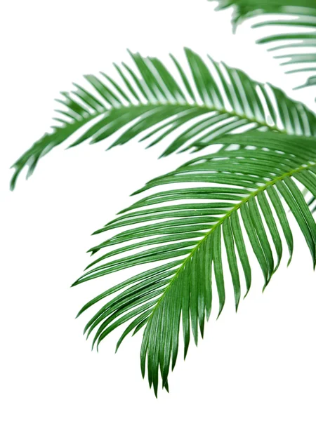 Green palm branches on light background — Stock Photo, Image