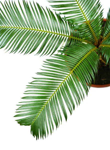 Green palmträd i kruka på nära håll — Stockfoto