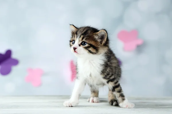 Sevimli kedicik ışık arka plan üzerinde — Stok fotoğraf