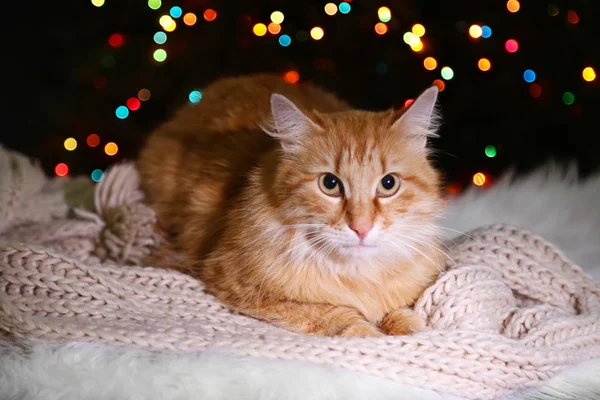 Gato rojo acostado sobre alfombra blanca, sobre fondo de luces multicolor —  Fotos de Stock