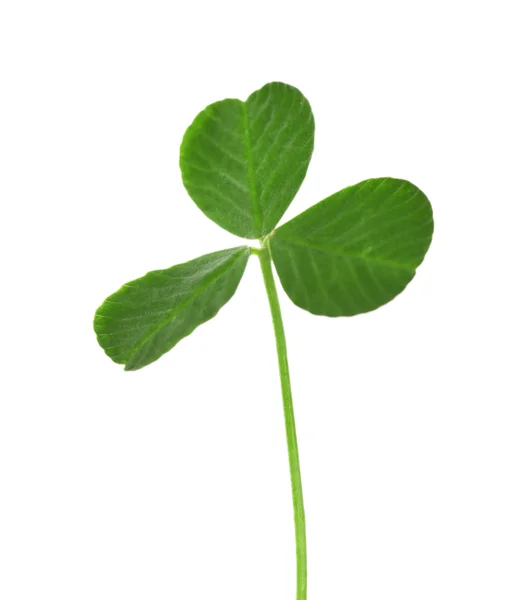 Green clover leaf, isolated on white — Stock Photo, Image