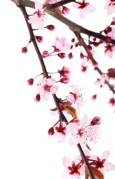 Branche fleurie isolée sur blanc — Photo