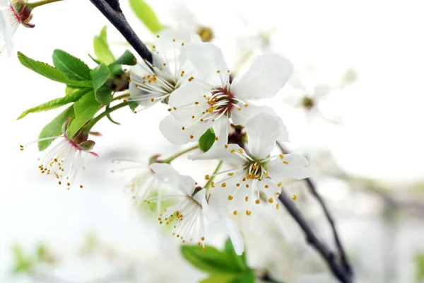 Ramo florido, close-up — Fotografia de Stock