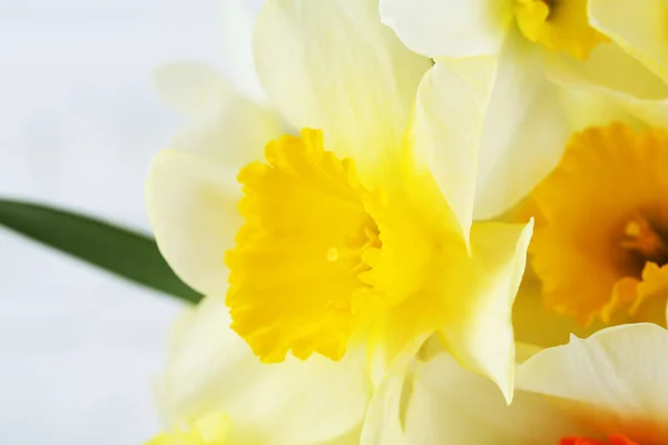 Fresh narcissus flowers, closeup — Stock Photo, Image