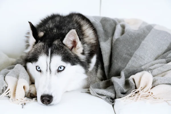 Hermoso lindo husky tumbado en el sofá con cuadros en habitación blanca — Foto de Stock