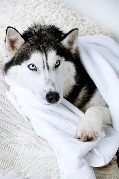 Hermoso husky lindo con toalla tumbado en el sofá en la habitación blanca —  Fotos de Stock