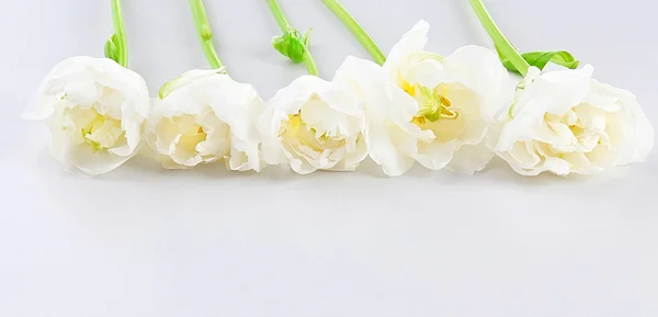 Свіжі тюльпани ізольовані на білому — стокове фото