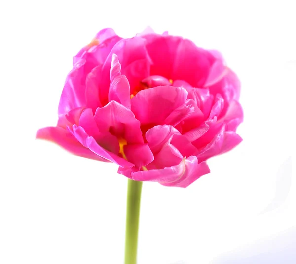 Różowy tulipan izolowany na białym — Zdjęcie stockowe