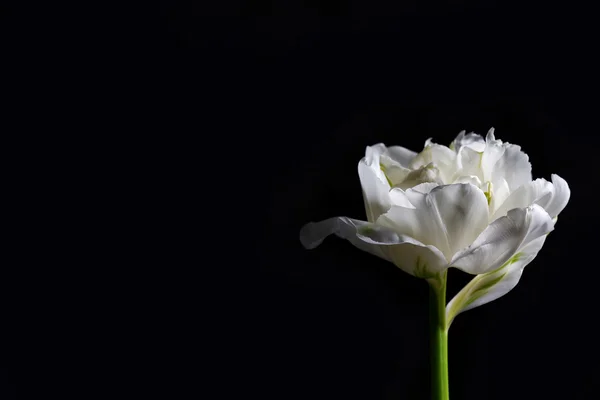 Tulipa branca fresca no fundo cinza — Fotografia de Stock