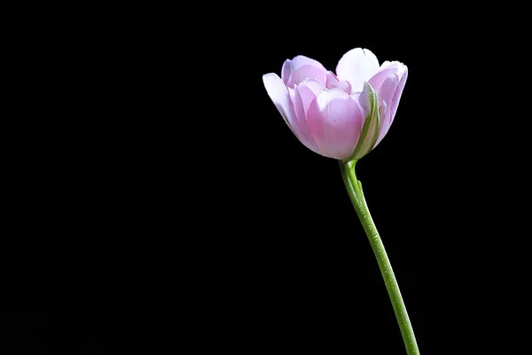 Tulipa fresca sobre fundo preto — Fotografia de Stock