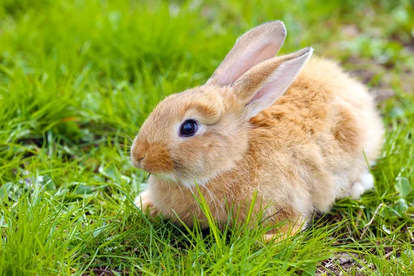 Kleines Kaninchen im Gras in Großaufnahme — Stockfoto