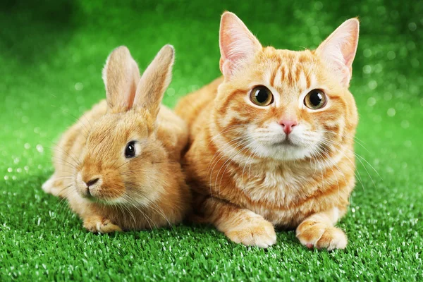 Red cat and rabbit on green grass background — Stock Photo, Image