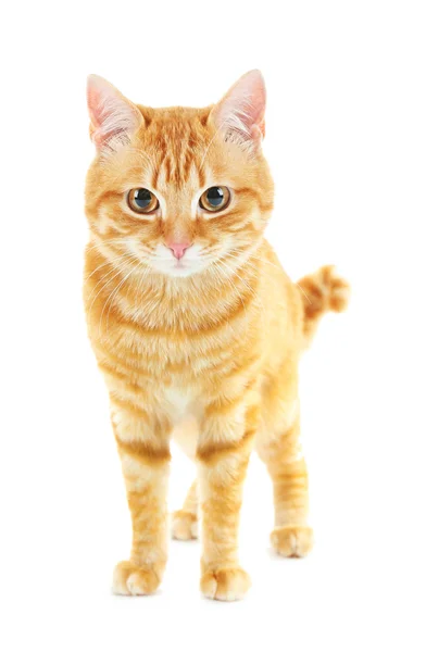 Portrait of red cat isolated on white — Stock Photo, Image