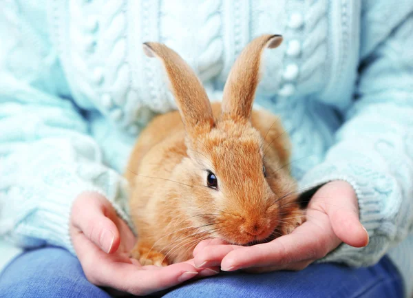 Mulher segurando pequeno coelho bonito, close-up — Fotografia de Stock